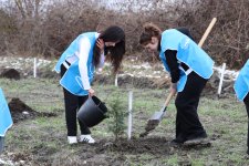 Şəki və Qəbələdə 1500-ə yaxın ağac əkilib (FOTO)