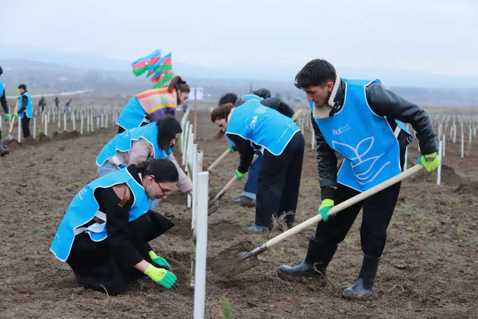 Şəki və Qəbələdə 1500-ə yaxın ağac əkilib (FOTO)