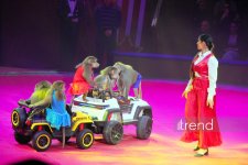 Bakıda ilk dəfə olaraq Türkmənistanın əfsanəvi "Qalkınış" atçılıq şousu keçirilib (FOTO)