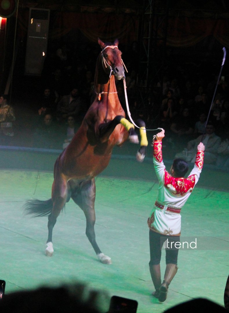 Bakıda ilk dəfə olaraq Türkmənistanın əfsanəvi "Qalkınış" atçılıq şousu keçirilib (FOTO)
