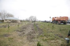 Xaçmazda Ramazan və Novruz münasibətilə ağacəkmə aksiyası keçirildi(FOTO)