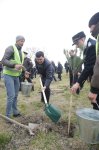 Xaçmazda Ramazan və Novruz münasibətilə ağacəkmə aksiyası keçirildi(FOTO)