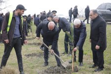 Xaçmazda Ramazan və Novruz münasibətilə ağacəkmə aksiyası keçirildi(FOTO)