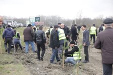 Xaçmazda Ramazan və Novruz münasibətilə ağacəkmə aksiyası keçirildi(FOTO)