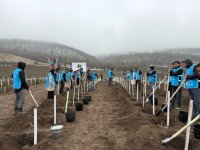 IDEA könüllülərinin iştirakı ilə Tovuzda və Goranboyda 2000-dən çox ağac əkilib (FOTO)