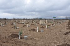 IDEA könüllülərinin iştirakı ilə Tovuzda və Goranboyda 2000-dən çox ağac əkilib (FOTO)