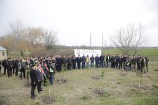 Xaçmazda Ramazan və Novruz münasibətilə ağacəkmə aksiyası keçirildi(FOTO)
