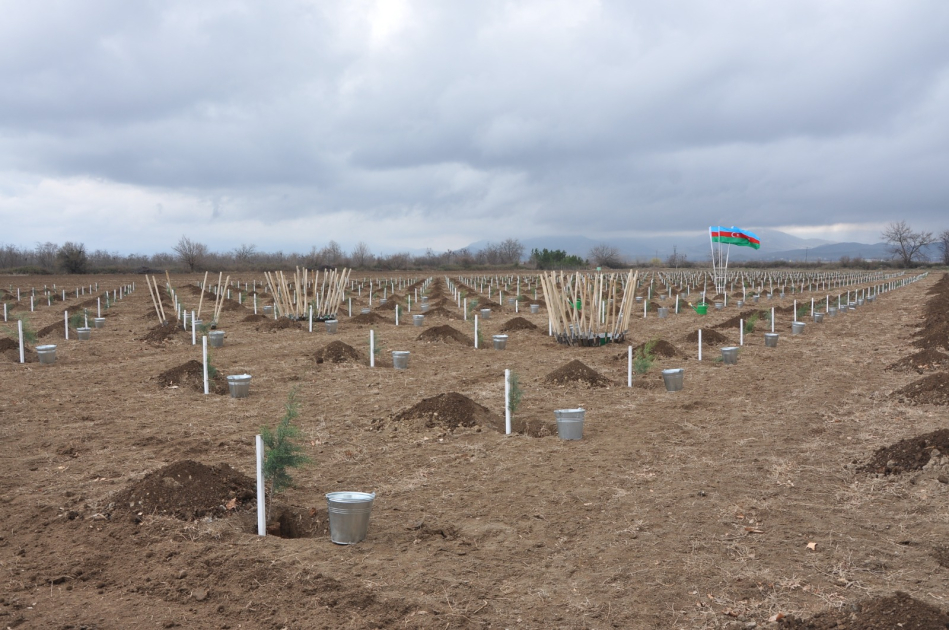 IDEA könüllülərinin iştirakı ilə Tovuzda və Goranboyda 2000-dən çox ağac əkilib (FOTO)