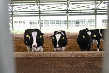 Prezident İlham Əliyev Şamaxıda “Şirvan Aqro” heyvandarlıq kompleksinin açılışında iştirak edib (FOTO)