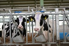 Prezident İlham Əliyev Şamaxıda “Şirvan Aqro” heyvandarlıq kompleksinin açılışında iştirak edib (FOTO)