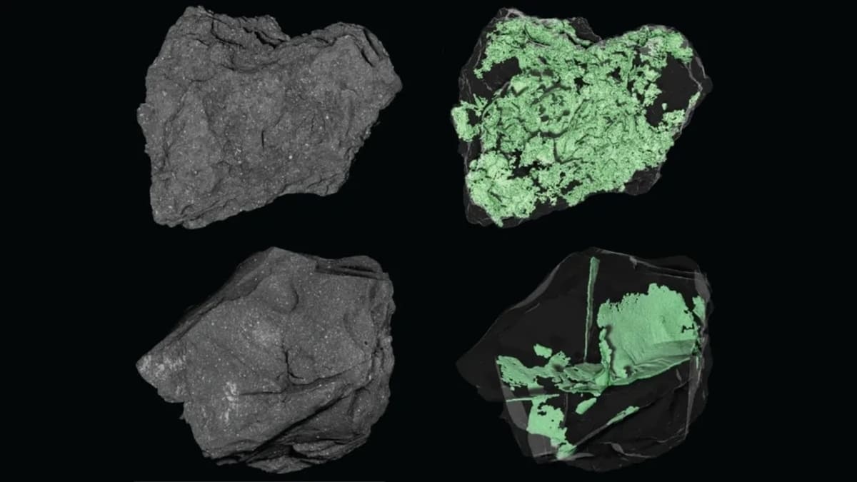 NASA asteroidin daxilini görüntüləyib (FOTO)