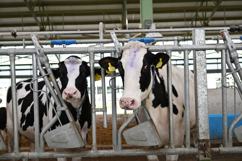Prezident İlham Əliyev Şamaxıda “Şirvan Aqro” heyvandarlıq kompleksinin açılışında iştirak edib (FOTO)