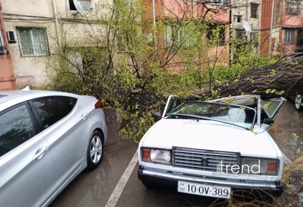 Bakıda ağac aşdı (YENİLƏNİB)