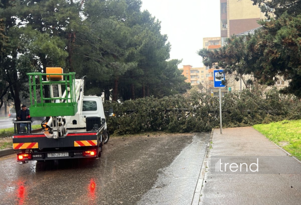 Bakıda ağac aşdı (FOTO)