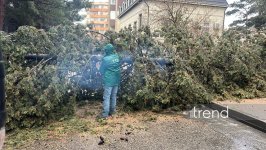 Bakıda ağac aşdı (FOTO)