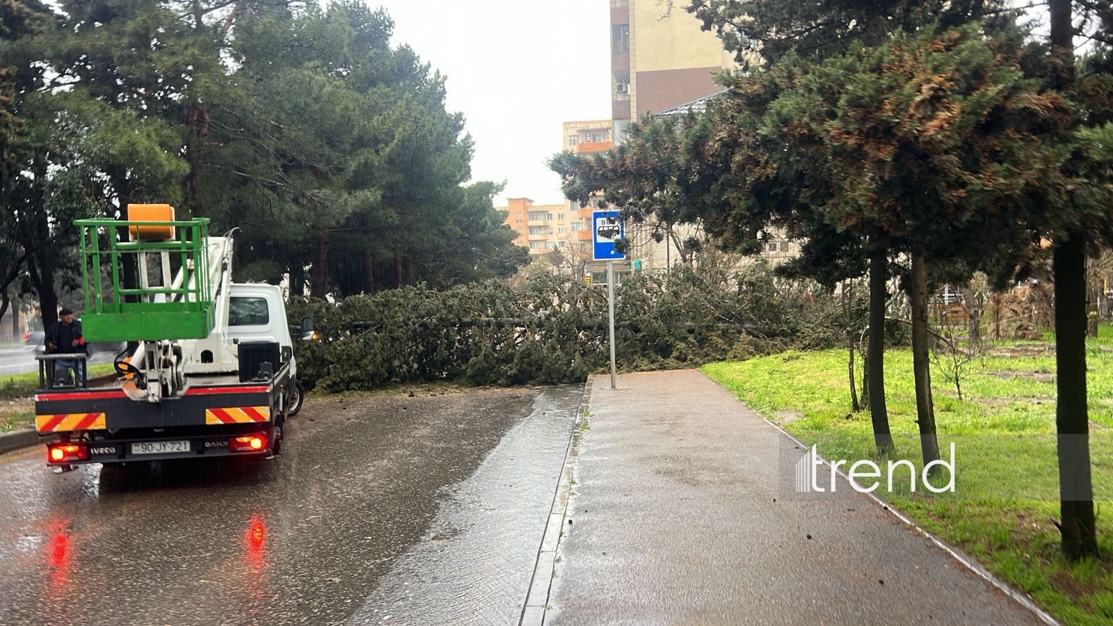 Bakıda ağac aşdı (FOTO)
