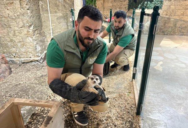 Qanunsuz saxlanılan vəhşi heyvanlar xilas edilib (FOTO)