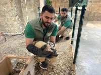 Qanunsuz saxlanılan vəhşi heyvanlar xilas edilib (FOTO)