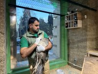 Qanunsuz saxlanılan vəhşi heyvanlar xilas edilib (FOTO)