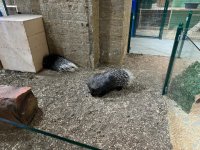 Qanunsuz saxlanılan vəhşi heyvanlar xilas edilib (FOTO)