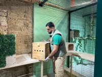 Qanunsuz saxlanılan vəhşi heyvanlar xilas edilib (FOTO)