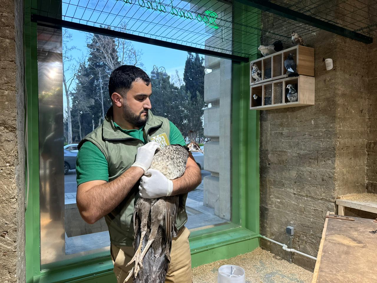 Qanunsuz saxlanılan vəhşi heyvanlar xilas edilib (FOTO)