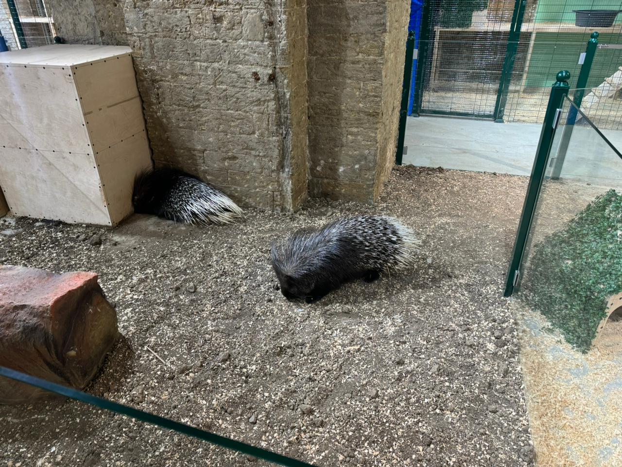 Qanunsuz saxlanılan vəhşi heyvanlar xilas edilib (FOTO)