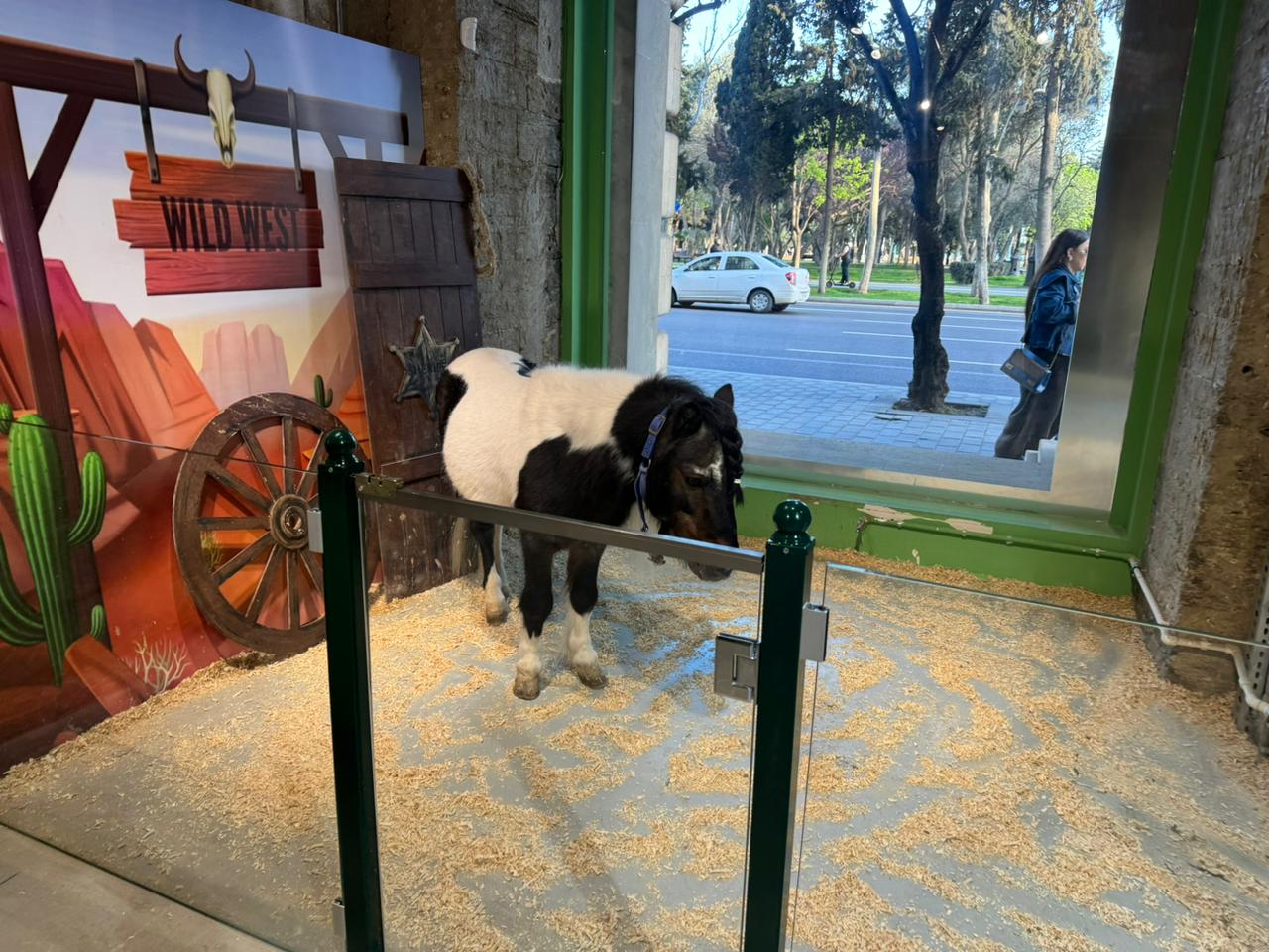 Qanunsuz saxlanılan vəhşi heyvanlar xilas edilib (FOTO)