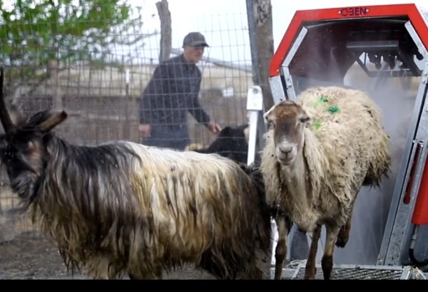 Azərbaycanda qoyunlar xüsusi qurğularda çimizdiriləcək (FOTO)