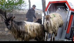 Azərbaycanda qoyunlar xüsusi qurğularda çimizdiriləcək (FOTO)