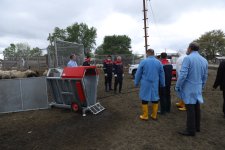 Azərbaycanda qoyunlar xüsusi qurğularda çimizdiriləcək (FOTO)