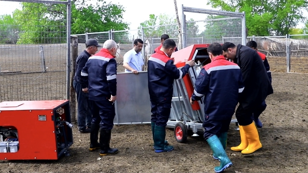 Azərbaycanda qoyunlar xüsusi qurğularda çimizdiriləcək (FOTO)