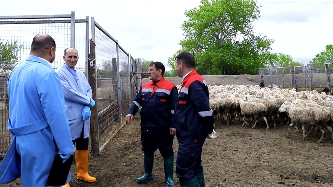Azərbaycanda qoyunlar xüsusi qurğularda çimizdiriləcək (FOTO)