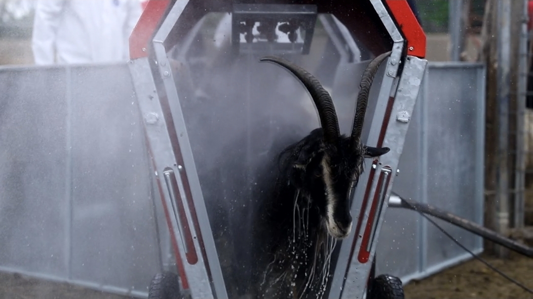 Azərbaycanda qoyunlar xüsusi qurğularda çimizdiriləcək (FOTO)