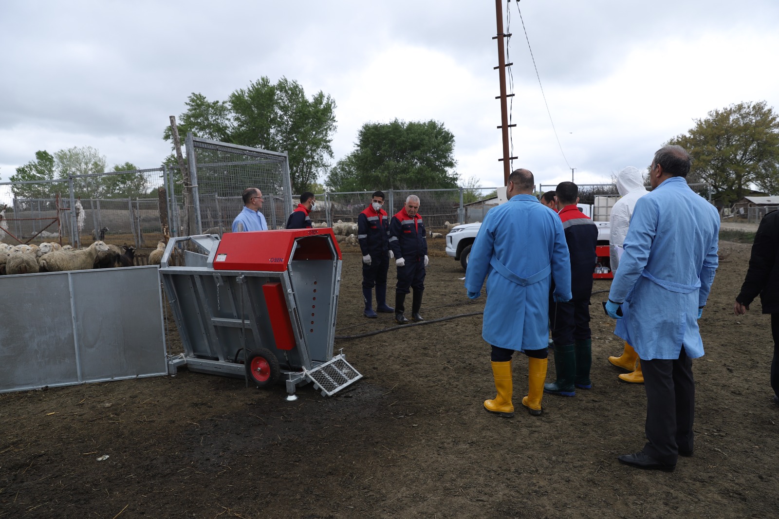 Azərbaycanda qoyunlar xüsusi qurğularda çimizdiriləcək (FOTO)