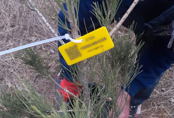 Elmi Cərrahiyyə Mərkəzi ilə bağlı qanunsuz ağac kəsilməsi iddialarına aydınlıq gətirildi