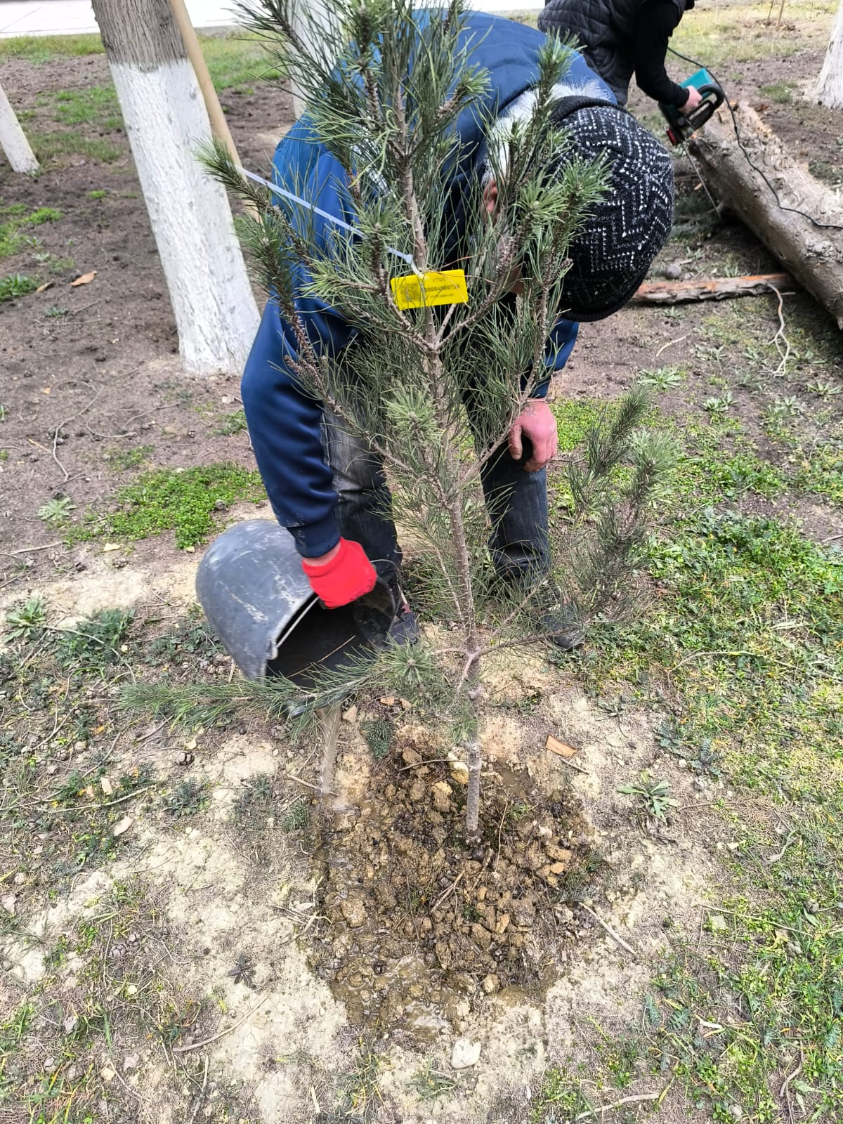 Elmi Cərrahiyyə Mərkəzi ilə bağlı qanunsuz ağac kəsilməsi iddialarına aydınlıq gətirildi
