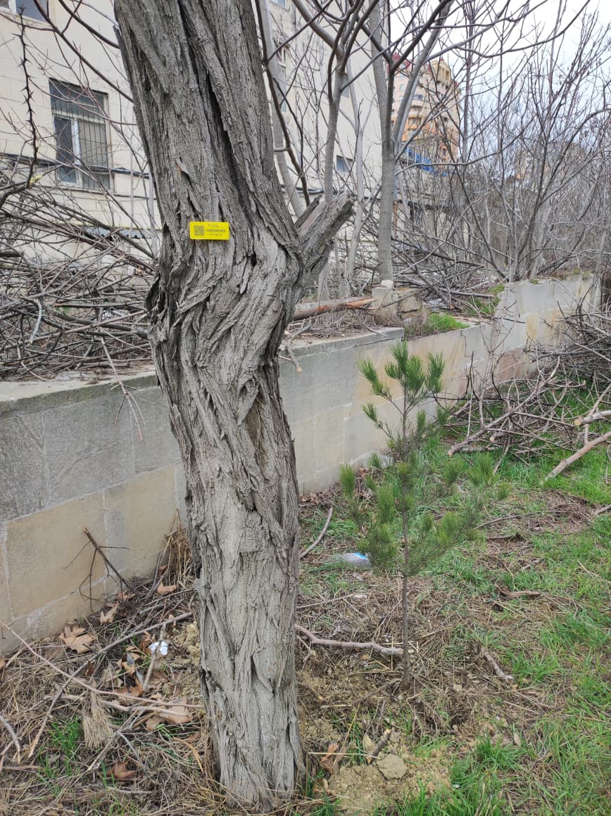 Elmi Cərrahiyyə Mərkəzi ilə bağlı qanunsuz ağac kəsilməsi iddialarına aydınlıq gətirildi