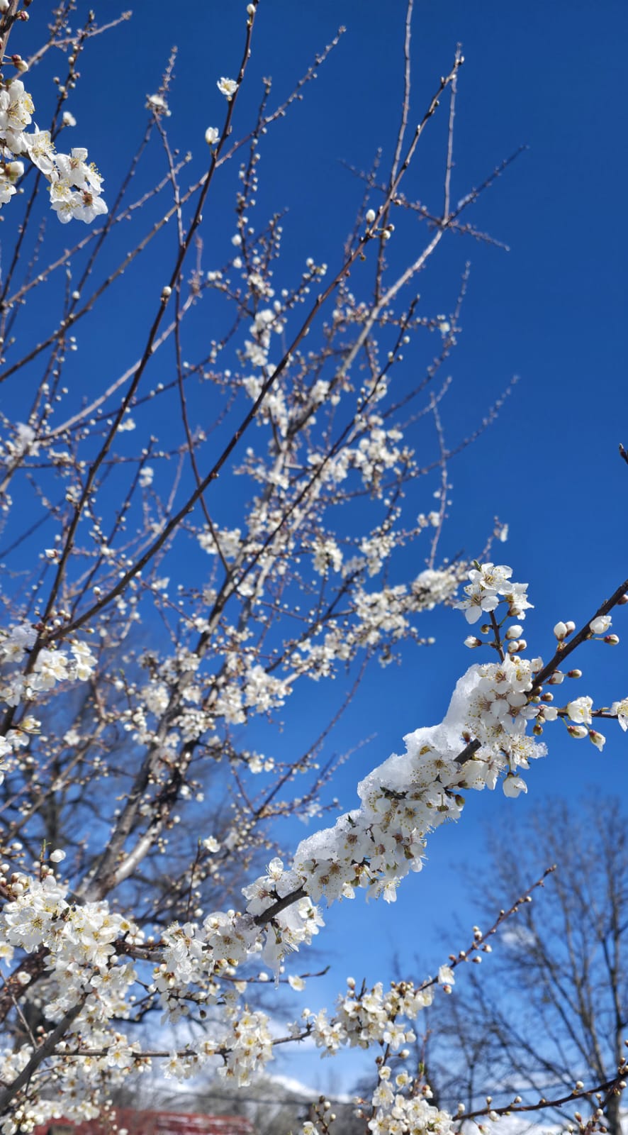Kəlbəcərdə yenidən qış mənzərəsi müşahidə olunur (FOTO/VİDEO)