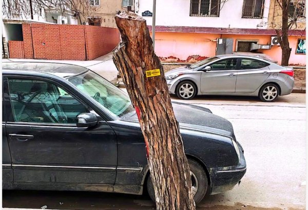Nərimanovda ağacların kəsilməsi ilə bağlı rəsmi açıqlama (FOTO)