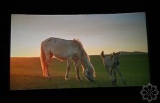 Nizami Kino Mərkəzində “At gücü” sənədli filmi təqdim olunub (FOTO)