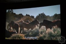 Nizami Kino Mərkəzində “At gücü” sənədli filmi təqdim olunub (FOTO)