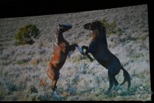 Nizami Kino Mərkəzində “At gücü” sənədli filmi təqdim olunub (FOTO)