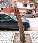 Nərimanovda ağacların kəsilməsi ilə bağlı rəsmi açıqlama (FOTO)