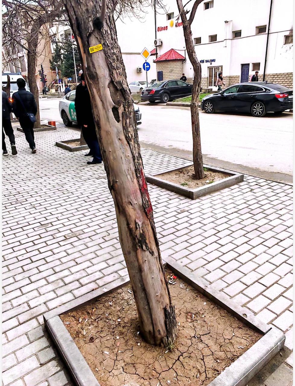 Nərimanovda ağacların kəsilməsi ilə bağlı rəsmi açıqlama (FOTO)