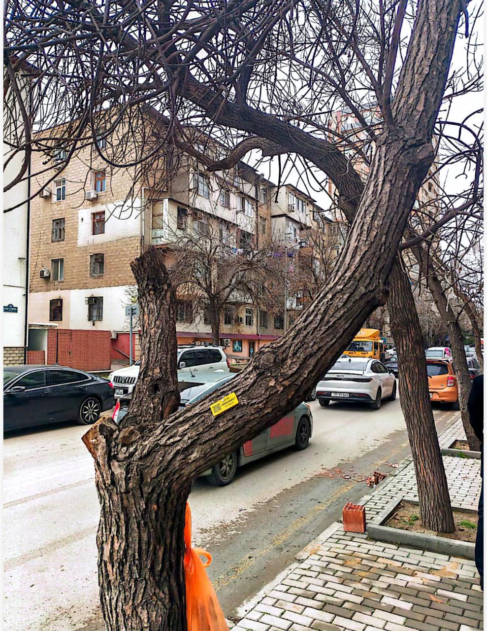 Nərimanovda ağacların kəsilməsi ilə bağlı rəsmi açıqlama (FOTO)