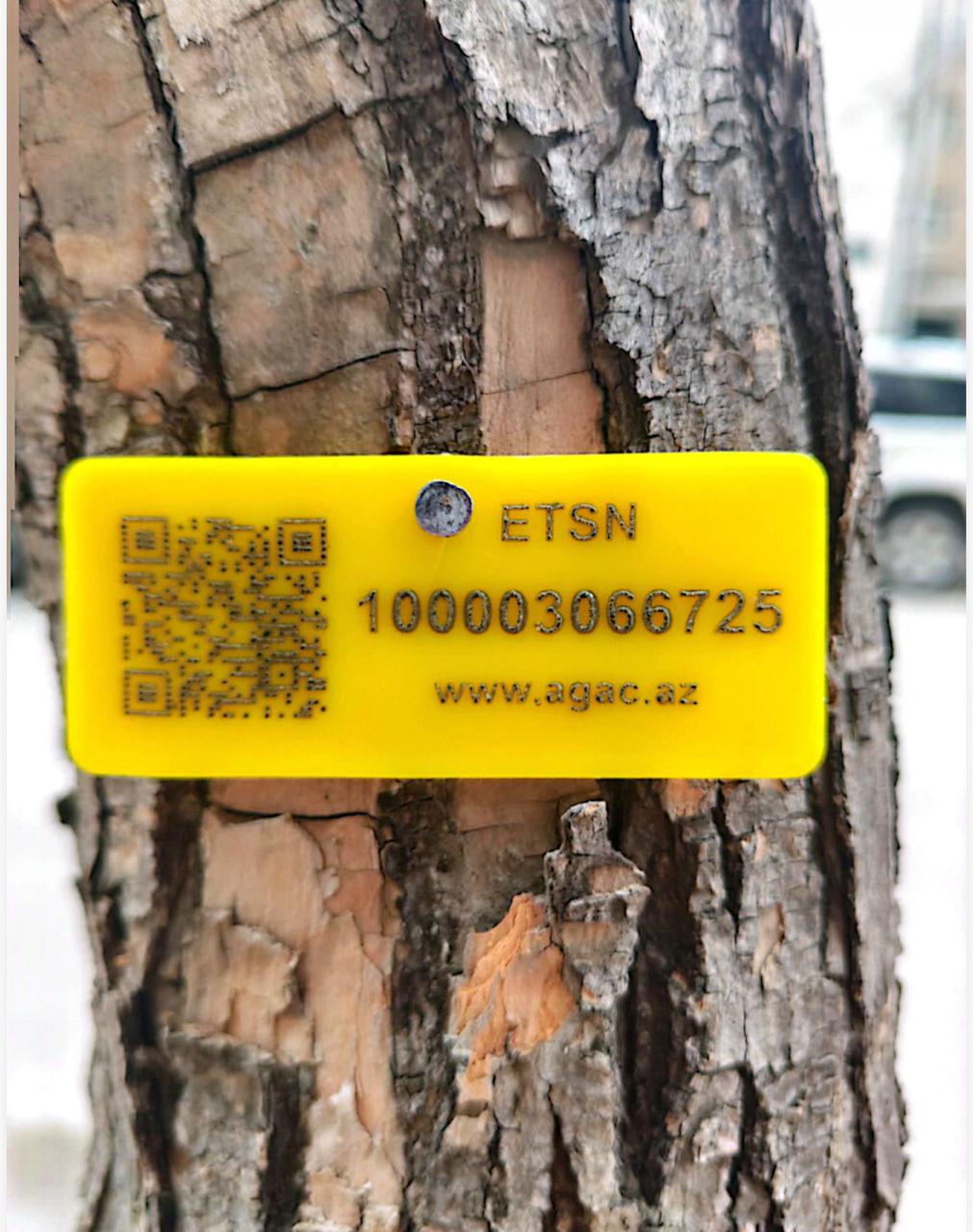 Nərimanovda ağacların kəsilməsi ilə bağlı rəsmi açıqlama (FOTO)