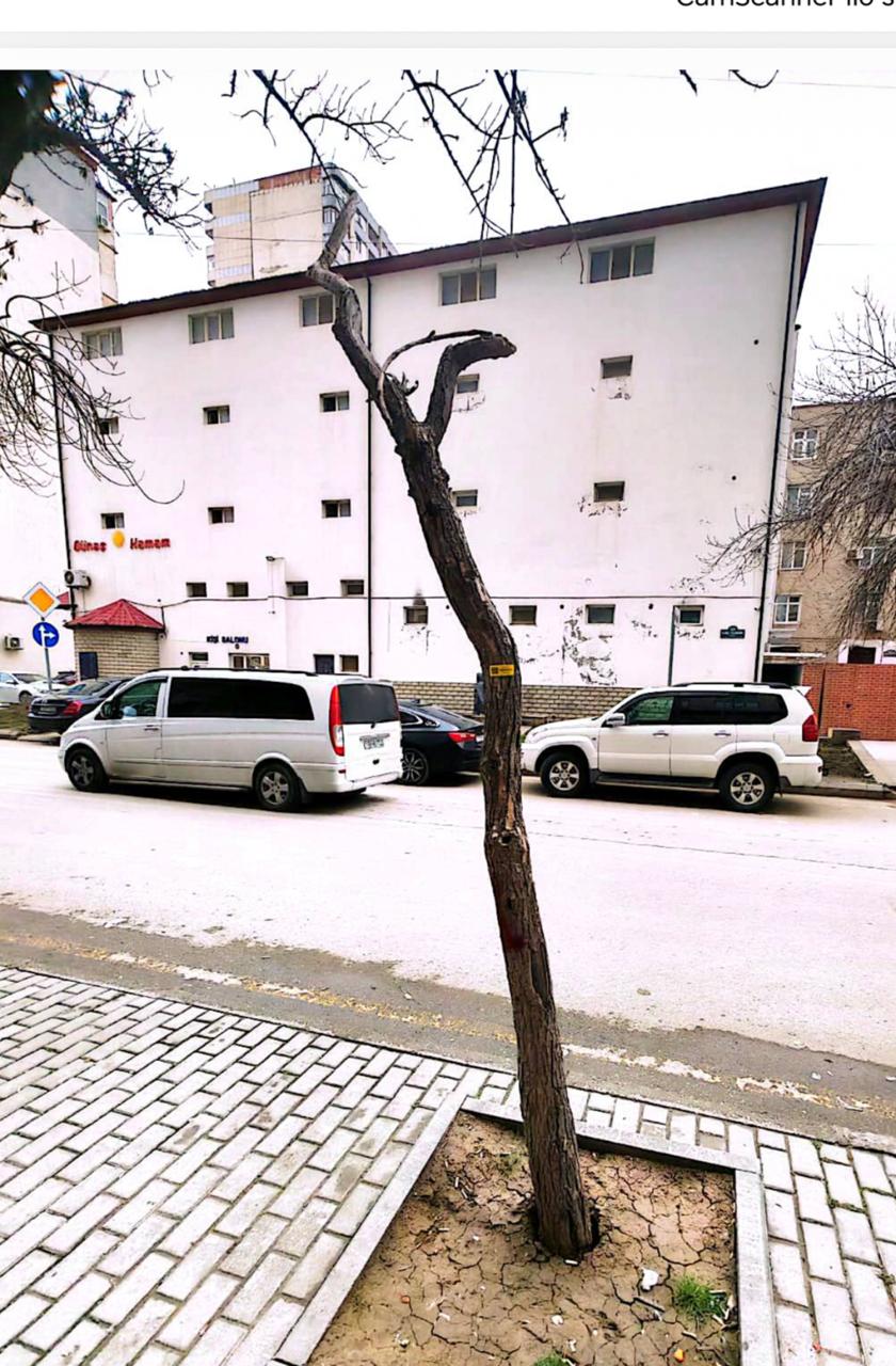 Nərimanovda kəsilmiş ağacların yerinə yeni ağaclar əkildi (FOTO)