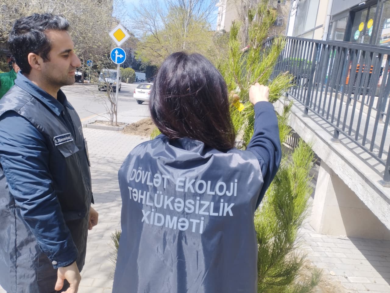 Nərimanovda kəsilmiş ağacların yerinə yeni ağaclar əkildi (FOTO)