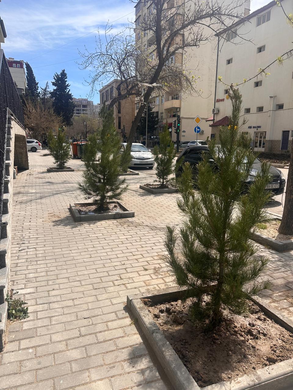 Nərimanovda kəsilmiş ağacların yerinə yeni ağaclar əkildi (FOTO)